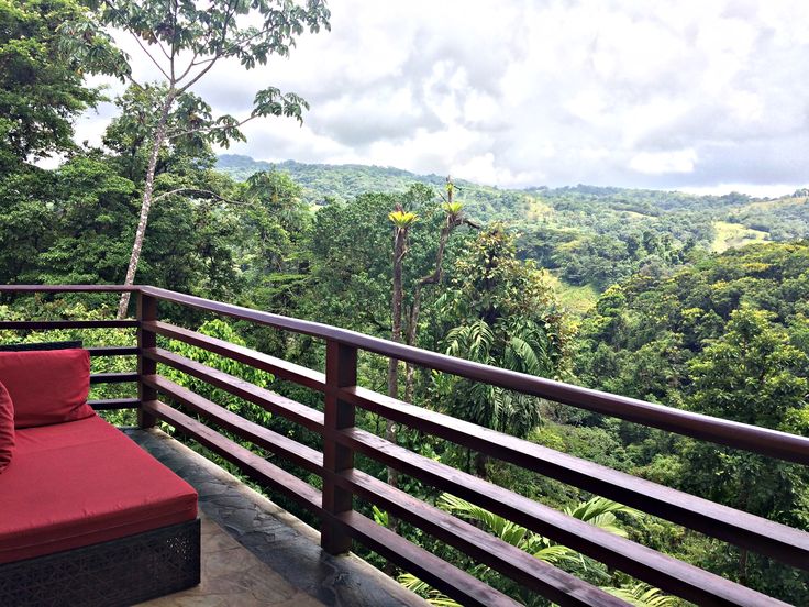 costa rican rainforest is home to a large number… costa rican rainforest is home to a large number…